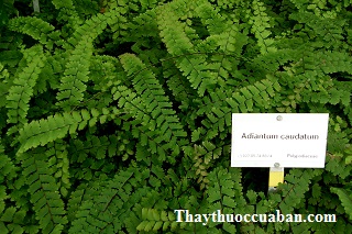 H&igrave;nh ảnh c&acirc;y t&oacute;c thần đu&ocirc;i
